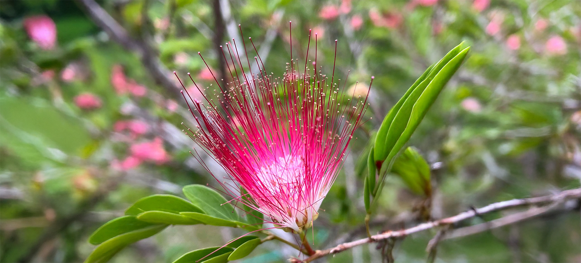 Bobinsana plant photography by Ted Dudas