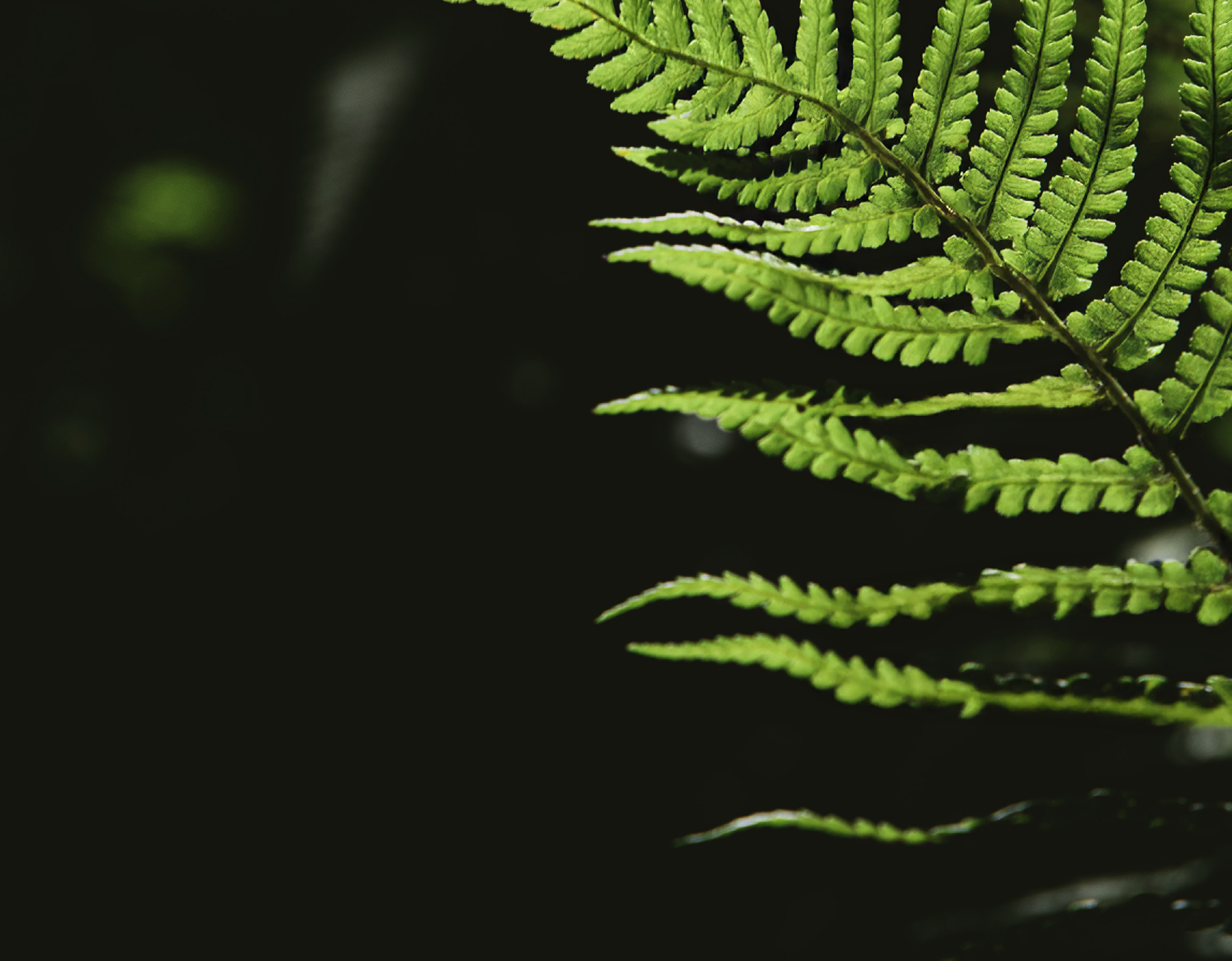 Meris Williams PhD hero green ferns