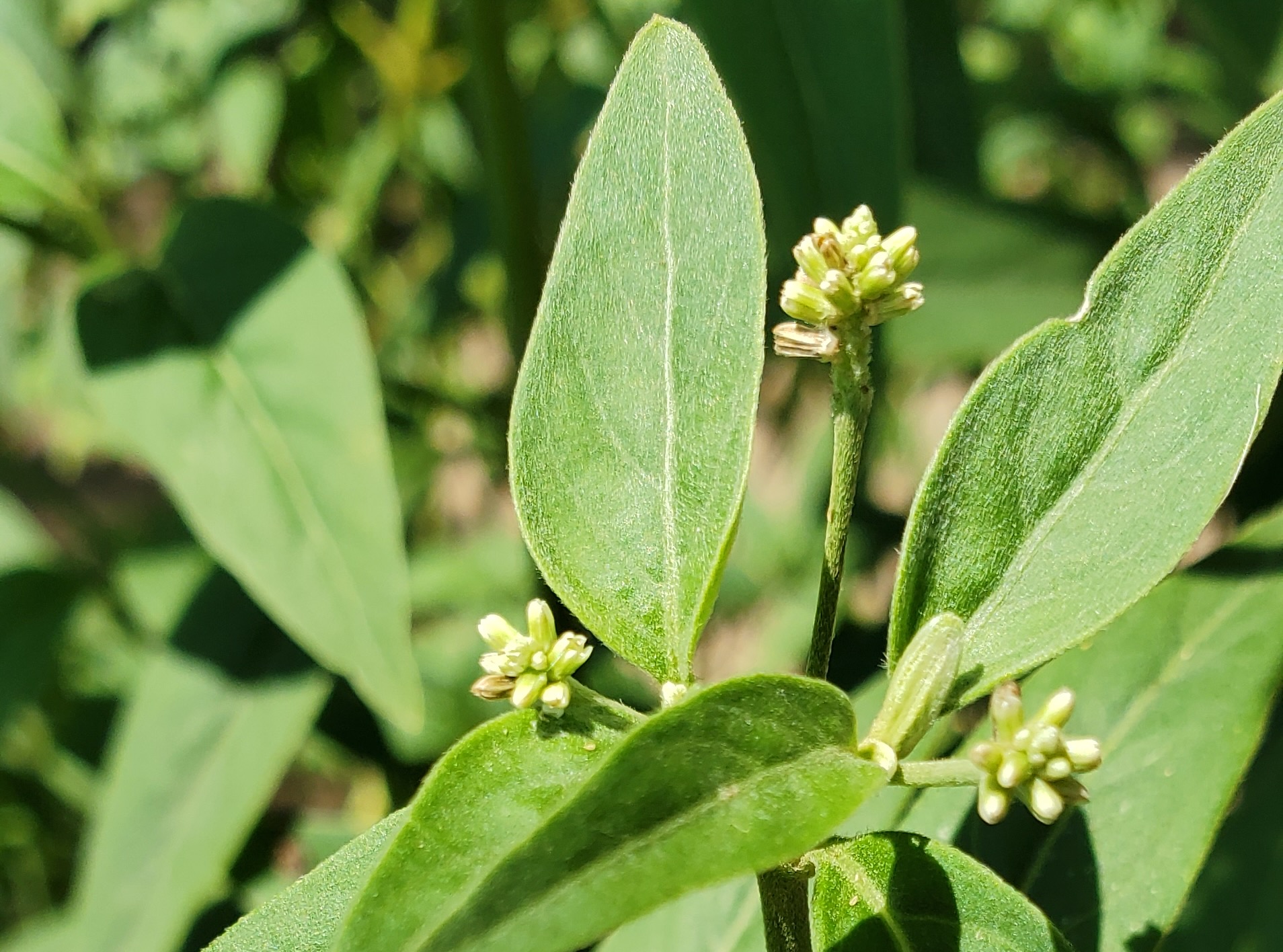 A photograph of marusa, a master plant that can be dieted on a dieta