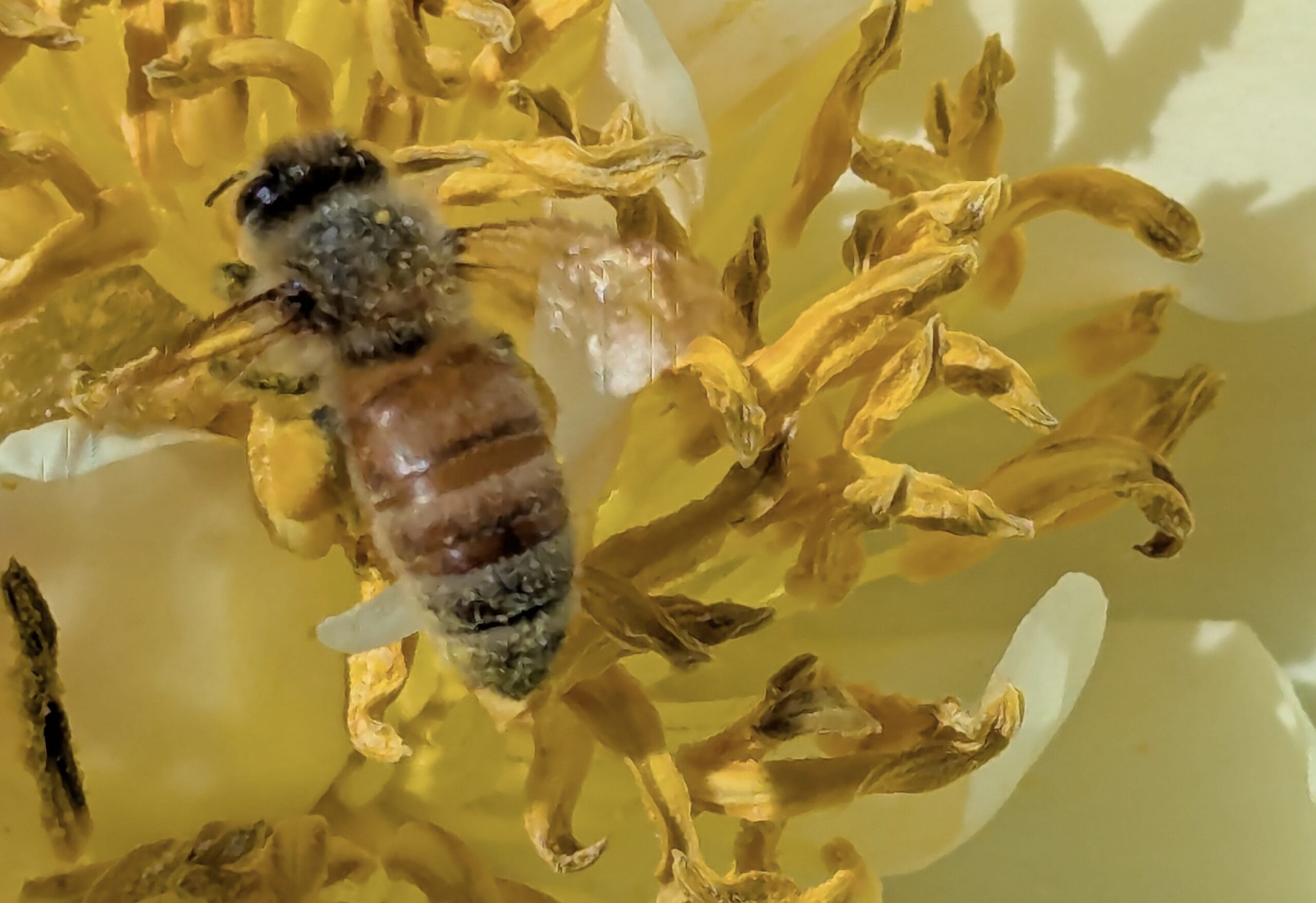 A photo of a bee collecting pollen on a peony in the author's garden, which she built for pollinators as a result of her deepening connection to the natural world, which emerged from drinking ayahuasca.