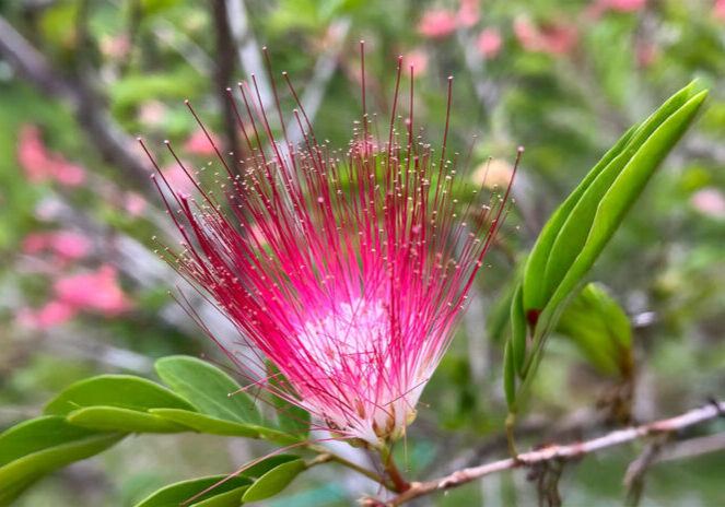 Bobinsana plant photography by Ted Dudas