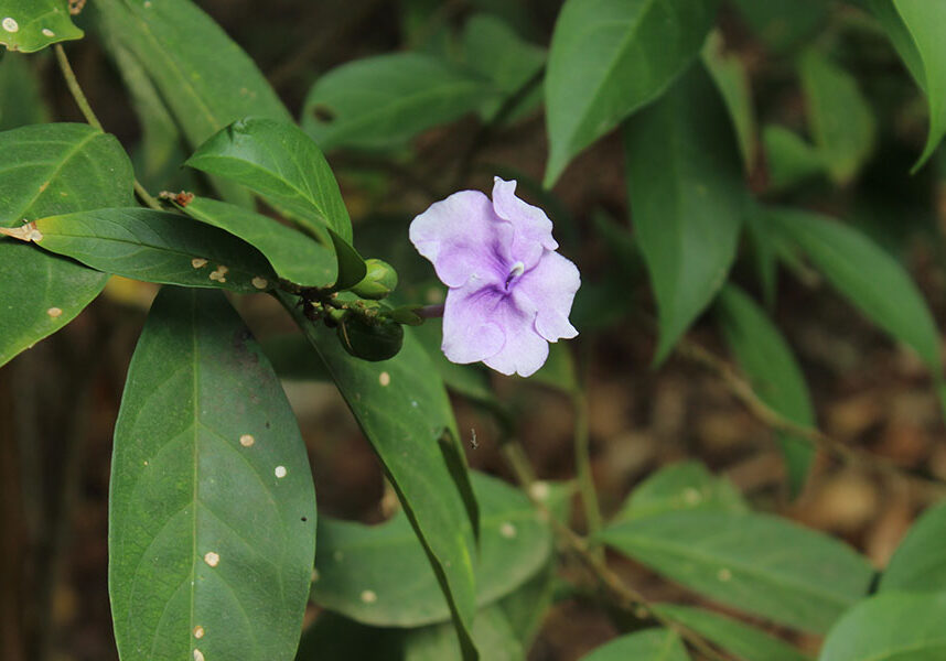 Flor_de_Chiric_Sanango_(Brunfelsia_grandiflora)