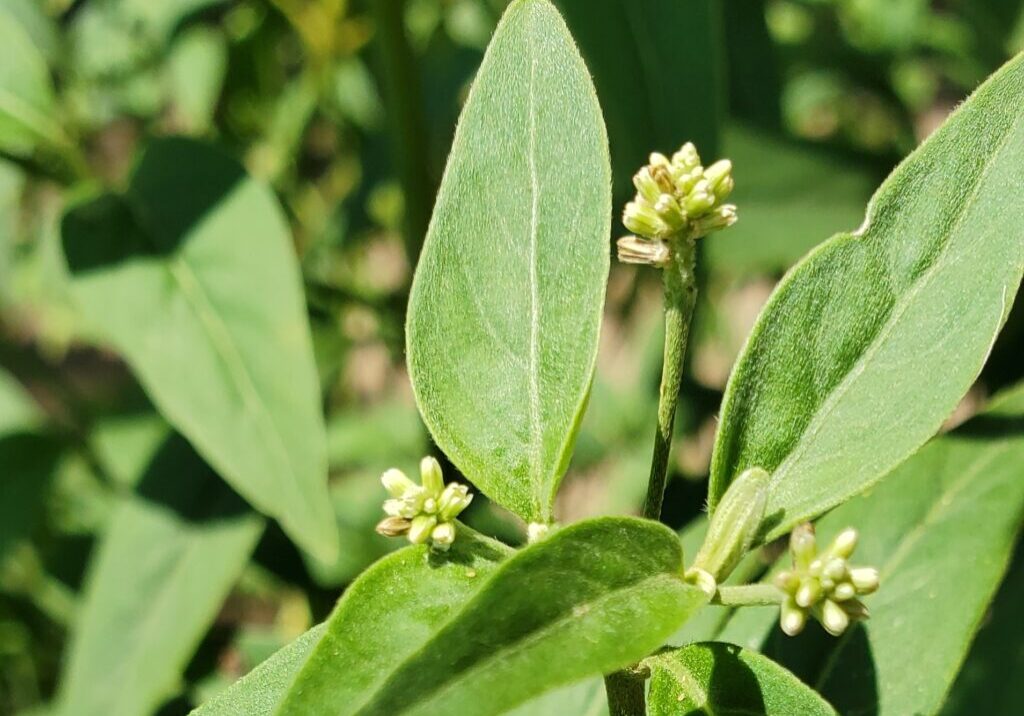 A photograph of marusa, a master plant that can be dieted on a dieta
